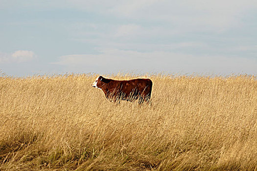牛肉,牛,幼兽,站立,地点,夹锭钳,溪流,艾伯塔省,加拿大