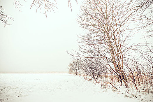 孤单,树,雪地,地点