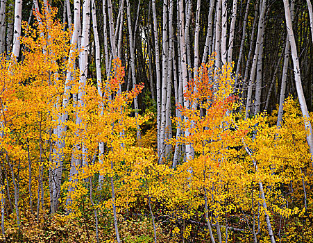 美国,科罗拉多,国家森林,白杨,小树林,秋色,白色,大幅,尺寸