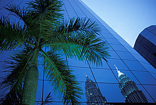 棕榈树,反射,双子塔,建筑