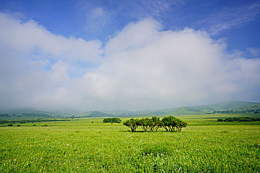 草原,牧场,绿草,旷野,内蒙古