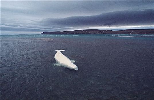 白鲸,鲸,等待,潮汐,风暴,加拿大
