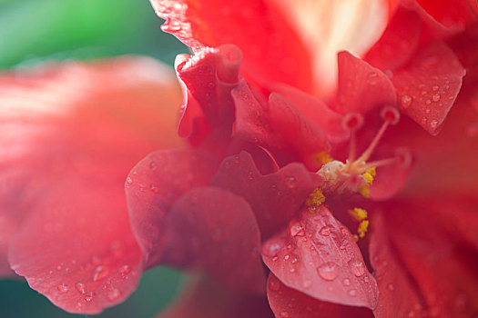 花朵局部特写