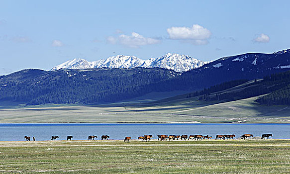 赛里木湖边上的马群
