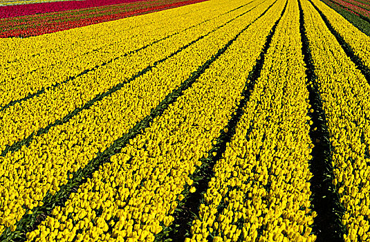 地点,黄色,郁金香,品种,制作,花,球茎,花苞,区域,伯伦斯特里克,荷兰
