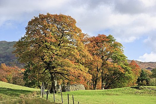 橡树,湖区国家公园,坎布里亚,英格兰