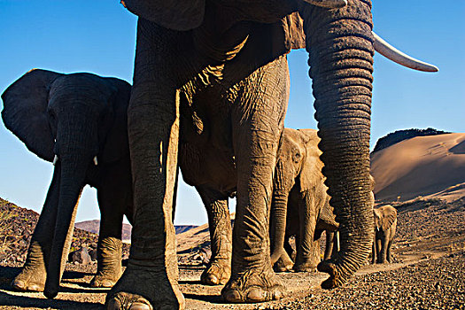 非洲象,牧群,走,河谷,纳米布沙漠,纳米比亚