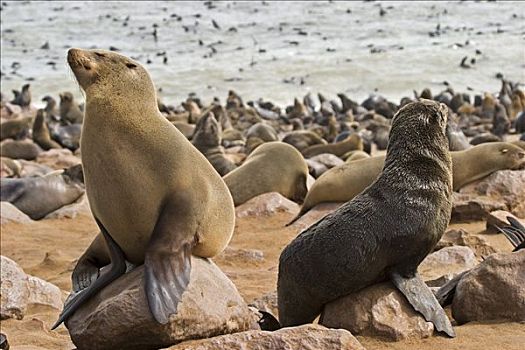 岬角,生物群,毛海狮,克罗斯角,大西洋海岸,纳米比亚,非洲