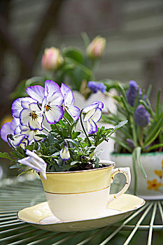 堇菜属,茶杯,花园桌