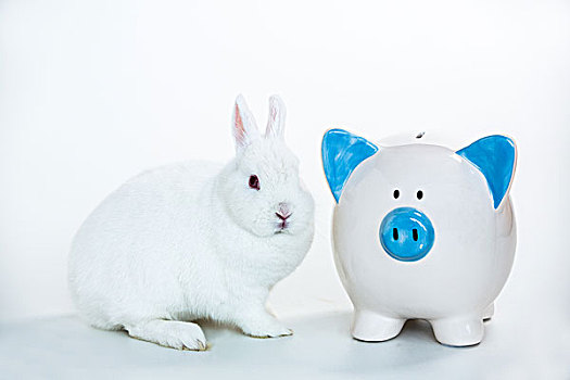 白色,兔子,坐,旁侧,蓝色,存钱罐,白色背景,背景