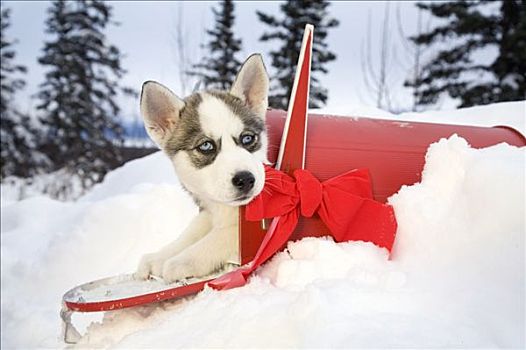 西伯利亚,哈士奇犬,小狗,坐,室内,红色,邮箱,圣诞节,蝴蝶结,阿拉斯加