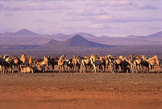 骆驼,肯尼亚