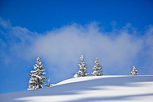 四个,冷杉,树,积雪,朴素,巴伐利亚,德国,欧洲