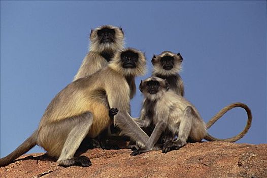 哈奴曼,叶猴,长尾叶猴,群,印度