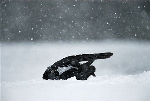 大乌鸦,渡鸦,浴,初雪,鹿,畜体,爱达荷