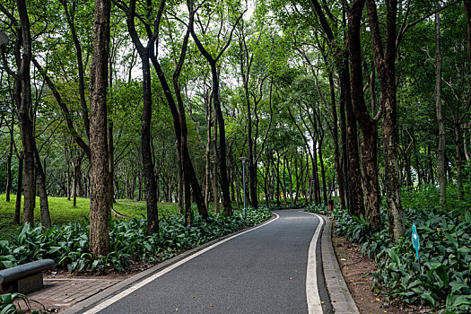 羊城广州夏天天河公园绿色树木林荫大道小路弯曲