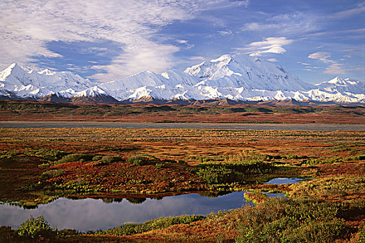 苔原,壶,水塘,德纳里峰国家公园,阿拉斯加,秋天,麦金利山,背景