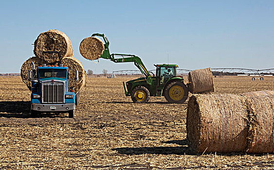 大捆,干草,装载,卡车,农田,莱克星顿,内布拉斯加州,美国