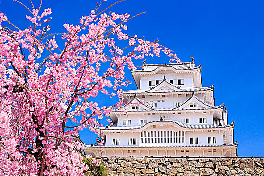 姬路城堡,樱花
