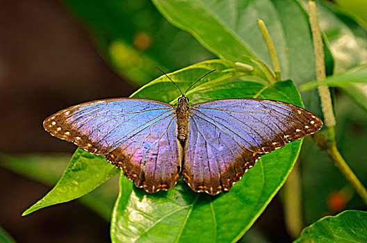 蓝色大闪蝶,南美大闪蝶,栖息地,墨西哥,北美