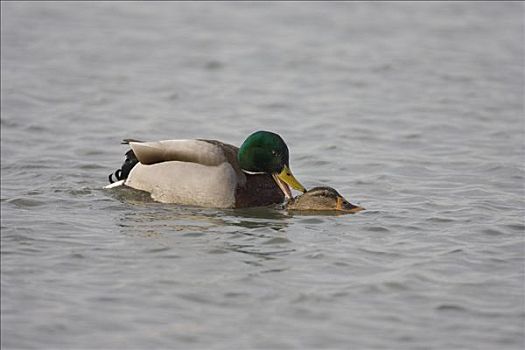 野鸭,绿头鸭,水中,自然保护区,荷兰