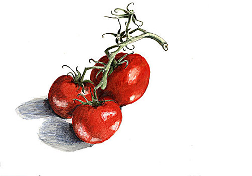 西红柿,茎