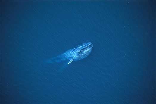 蓝鲸,成年,喂食,靠近,表面,加利福尼亚湾,墨西哥