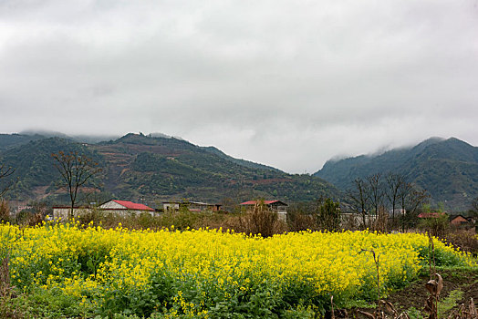 希望的田野