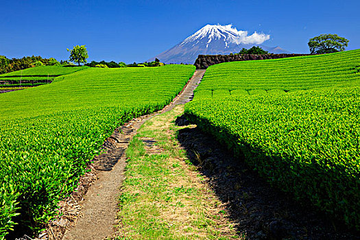 道路,茶园,新,收获,山,富士山