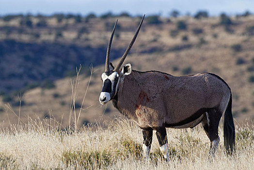 南非大羚羊,成年,放牧,草地,斑马山国家公园,东开普省,南非,非洲