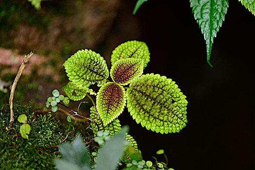 植物,水,污渍,热带