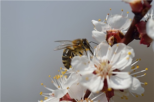 樱花,蜜蜂