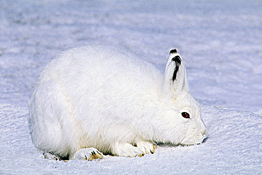 北极兔,兔属,冬天,岛屿,加拿大西北地区