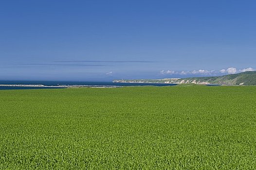 麦田,岬角