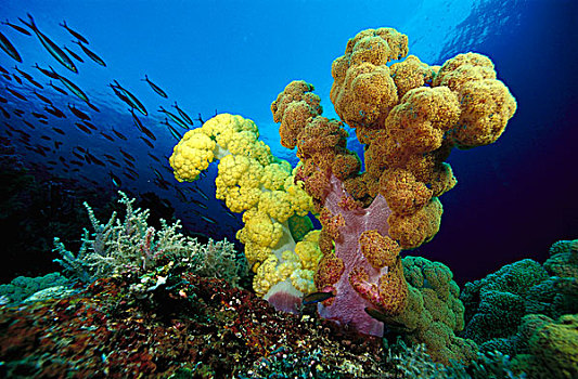软珊瑚,礁石,景色,印度尼西亚
