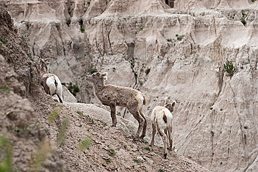 幼兽,大角羊,荒地国家公园,南达科他,美国