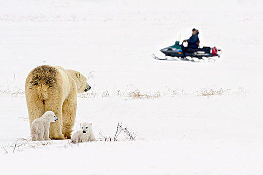 北极熊,母熊,保护,向外看,幼兽,一个,男人,雪地车,雪撬,瓦普斯克国家公园,丘吉尔市,曼尼托巴,加拿大