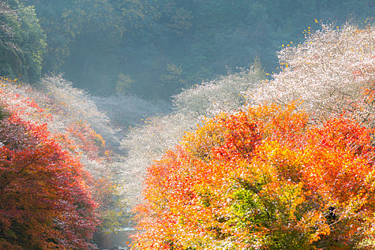名古屋,樱花,秋天