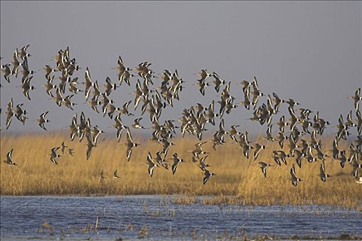 黑尾豫,塍鹬属,成群,飞跃,湿地,荷兰