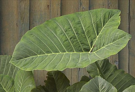 夏威夷,莫洛凯岛,特写,大,芋头,叶子,靠近,木篱