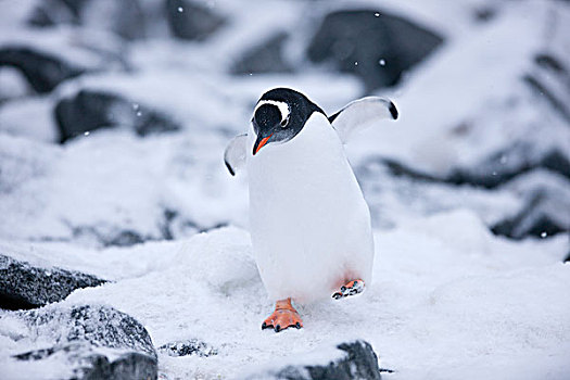 巴布亚企鹅,冰,石头,南极半岛,南极