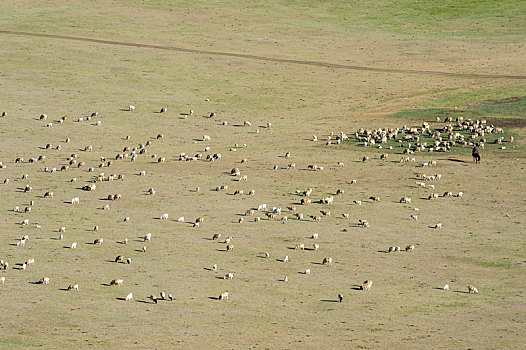 大草原上的羊群