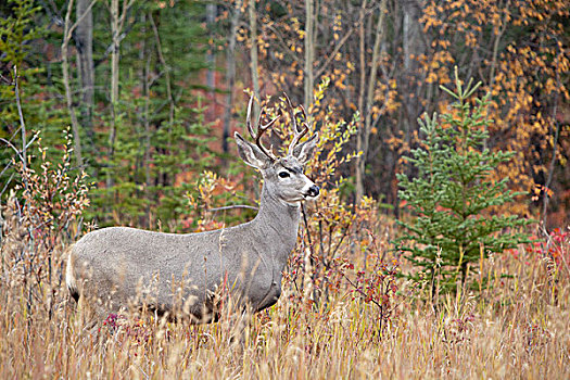 长耳鹿,骡鹿,公鹿,雄性,野玫瑰果,育空地区,加拿大