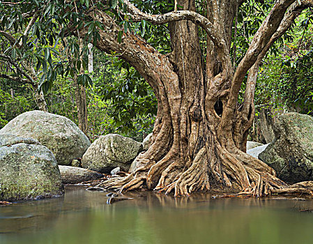 大树,河,岛屿,苏梅岛,泰国