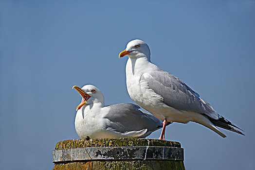 欧洲,银鸥,动物,一对,坐,柱子,叫,北海,海岸,石荷州,德国