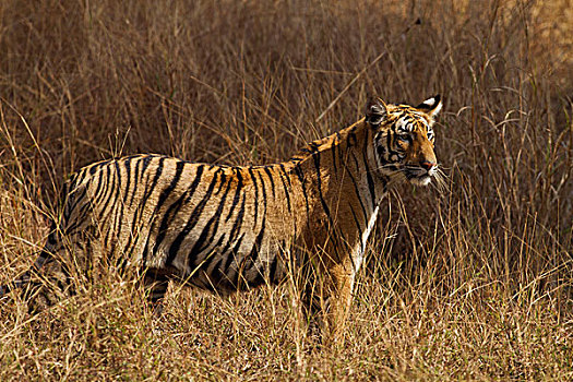皇家,孟加拉虎,草地,虎,自然保护区,印度