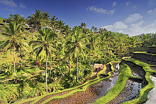 生动,壮观,稻米梯田,巴厘岛,靠近,乡村,印度尼西亚