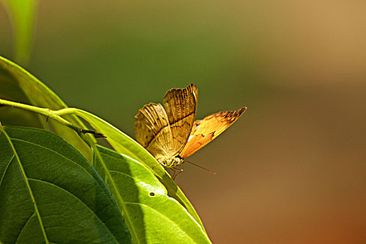 蝴蝶,泰国人,喀拉拉,印度