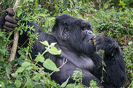 山地大猩猩,大猩猩,群,国家公园,乌干达,非洲
