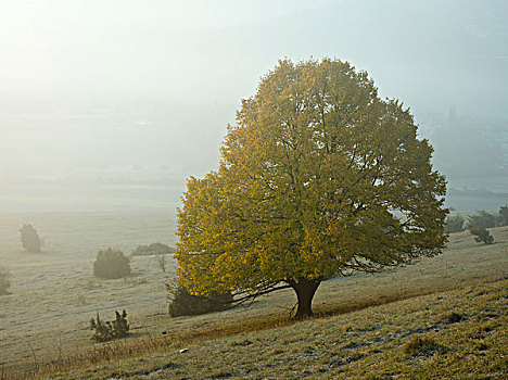 秋天,树,薄雾,山,地区,巴登符腾堡,德国,欧洲